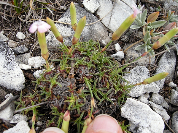 Dianthus sylvestris
